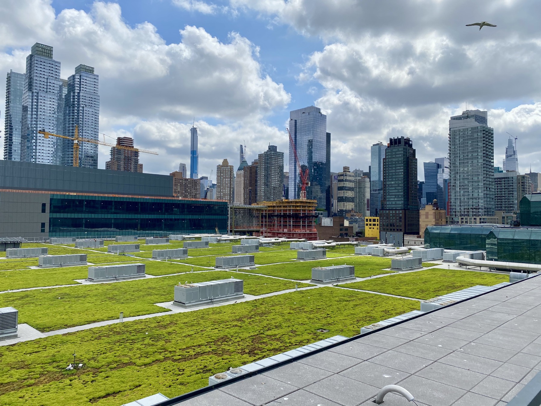 Full scale green roof across a commercial rooftop with city skyline